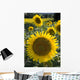 Sunflowers Around San Casciano Dei Bagni, Tuscany, Italy Wall Mural