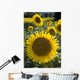 Sunflowers Around San Casciano Dei Bagni, Tuscany, Italy Wall Mural