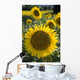 Sunflowers Around San Casciano Dei Bagni, Tuscany, Italy Wall Mural