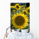 Sunflowers Around San Casciano Dei Bagni, Tuscany, Italy Wall Mural