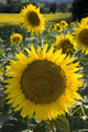 Sunflowers Around San Casciano Dei Bagni, Tuscany, Italy Wall Mural