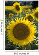 Sunflowers Around San Casciano Dei Bagni, Tuscany, Italy Wall Mural