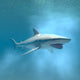 Tiger Shark Swimming Underwater Wall Mural