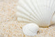 Sea Shells Beach Wall Mural