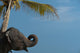 Sri Lanka, near Unawatuna, Elephant and palm tree Wall Mural