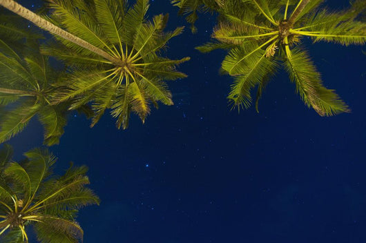 Sri Lanka, near Unawatuna, Stars at night with palm tree Wall Mural