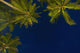 Sri Lanka, near Unawatuna, Stars at night with palm tree Wall Mural