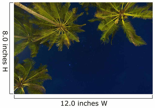 Sri Lanka, near Unawatuna, Stars at night with palm tree Wall Mural