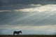Kenya, Side view of zebra in Ol Pejeta Conservancy Wall Mural