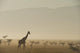 Kenya, Giraffe at dawn in front of Mt Kenya in Ol Pejeta Conservancy Wall Mural