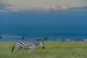 Zebras on grassy hill Wall Mural