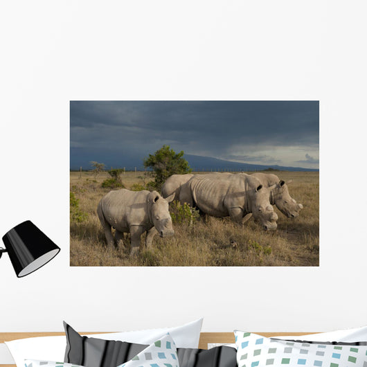 Kenya, Southern White Rhinos in Ol Pejeta Conservancy Wall Mural