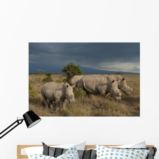 Kenya, Southern White Rhinos in Ol Pejeta Conservancy Wall Mural