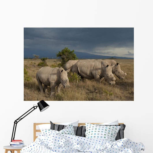 Kenya, Southern White Rhinos in Ol Pejeta Conservancy Wall Mural
