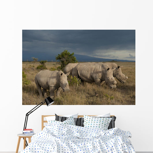 Kenya, Southern White Rhinos in Ol Pejeta Conservancy Wall Mural