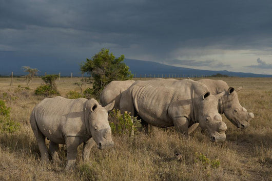 Kenya, Southern White Rhinos in Ol Pejeta Conservancy Wall Mural