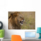 Kenya, Male lion snarling in Ol Pejeta Conservancy Wall Mural