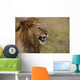 Kenya, Male lion snarling in Ol Pejeta Conservancy Wall Mural