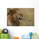 Kenya, Male lion snarling in Ol Pejeta Conservancy Wall Mural