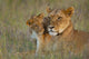 Kenya, Lioness with cub at dusk in Ol Pejeta Conservancy Wall Mural