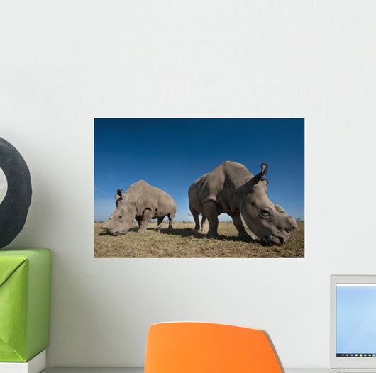 Kenya, Great Northern White Rhinos in Ol Pejeta Conservancy Wall Mural