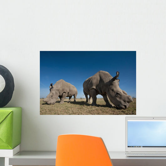 Kenya, Great Northern White Rhinos in Ol Pejeta Conservancy Wall Mural