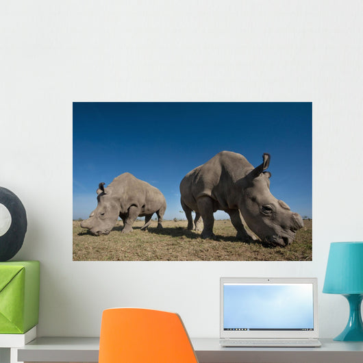 Kenya, Great Northern White Rhinos in Ol Pejeta Conservancy Wall Mural