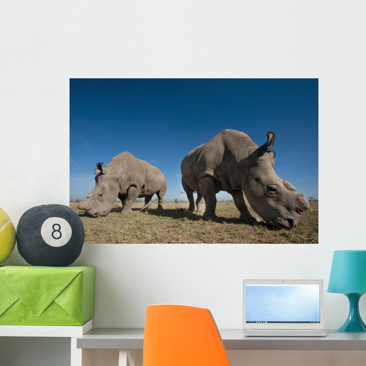 Kenya, Great Northern White Rhinos in Ol Pejeta Conservancy Wall Mural