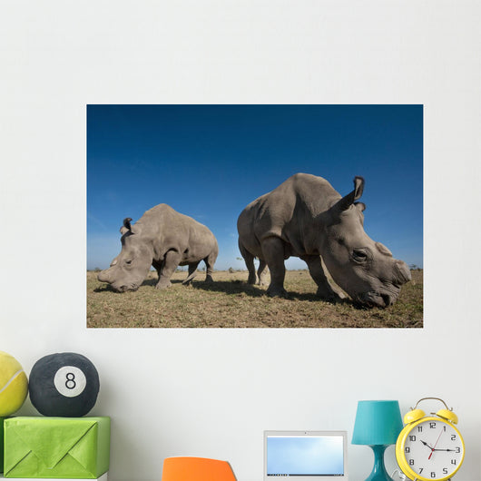 Kenya, Great Northern White Rhinos in Ol Pejeta Conservancy Wall Mural