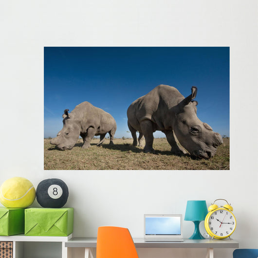 Kenya, Great Northern White Rhinos in Ol Pejeta Conservancy Wall Mural