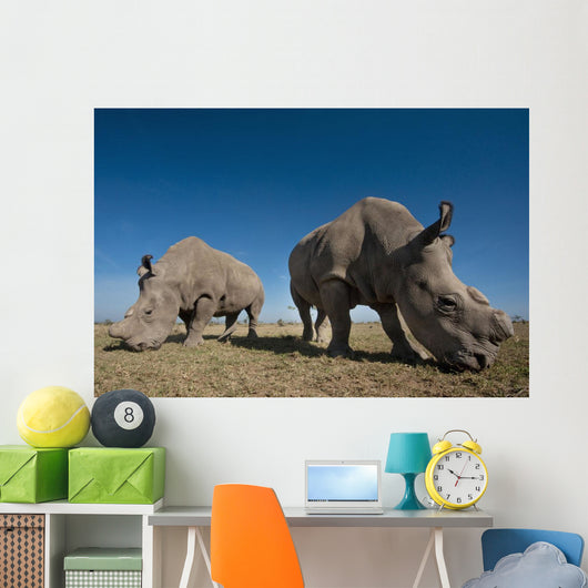 Kenya, Great Northern White Rhinos in Ol Pejeta Conservancy Wall Mural