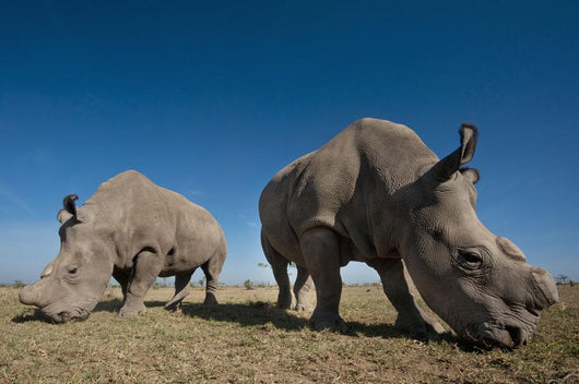 Kenya, Great Northern White Rhinos in Ol Pejeta Conservancy Wall Mural