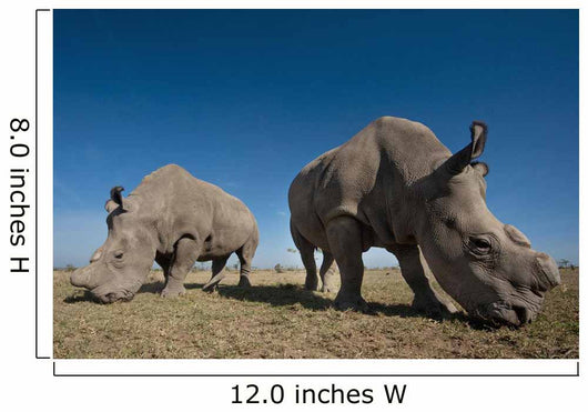Kenya, Great Northern White Rhinos in Ol Pejeta Conservancy Wall Mural