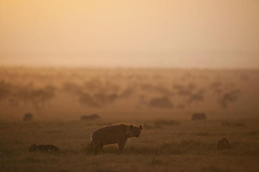 Kenya, Hyena with cubs at dawn in Ol Pejeta Conservancy Wall Mural