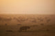 Kenya, Hyena with cubs at dawn in Ol Pejeta Conservancy Wall Mural
