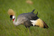 Kenya, Grey Crowned Crane in Ol Pejeta Conservancy Wall Mural