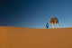 Berber leading camel across sand dune near Merzouga in Sahara Desert Wall Mural