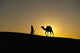 Silhouette of Berber 'Blue man' leading camel across sand dunes Wall Mural