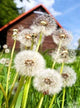 Garten2 Wall Decal