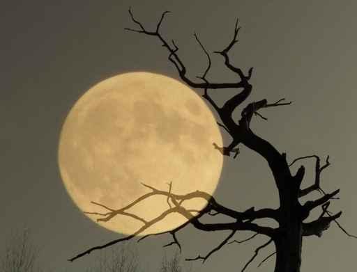 What Dream Wall Decal