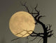 What Dream Wall Decal