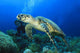 Hawksbill Turtle with Scuba
