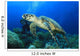 Hawksbill Turtle with Scuba