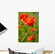 Wild Poppy Wall Mural