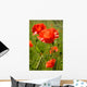 Wild Poppy Wall Mural