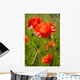 Wild Poppy Wall Mural