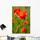 Wild Poppy Wall Mural