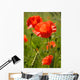 Wild Poppy Wall Mural