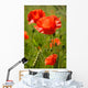 Wild Poppy Wall Mural
