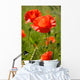 Wild Poppy Wall Mural